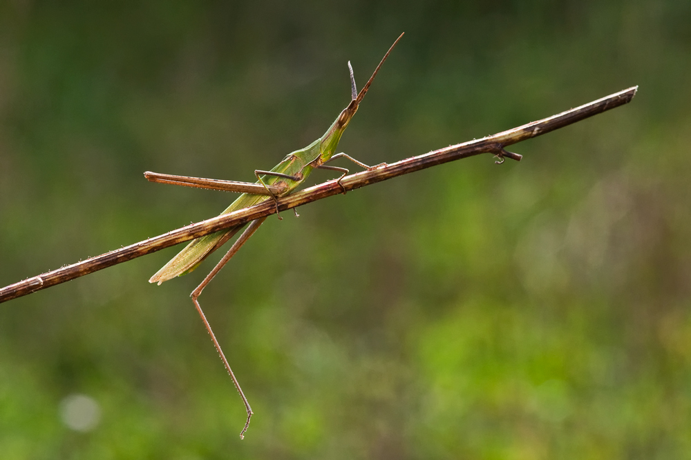 Prova con pannello rifflettente