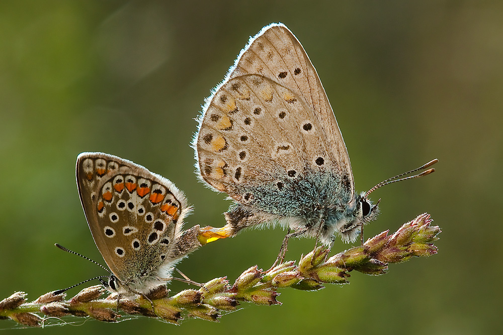 Sempre accoppiamenti