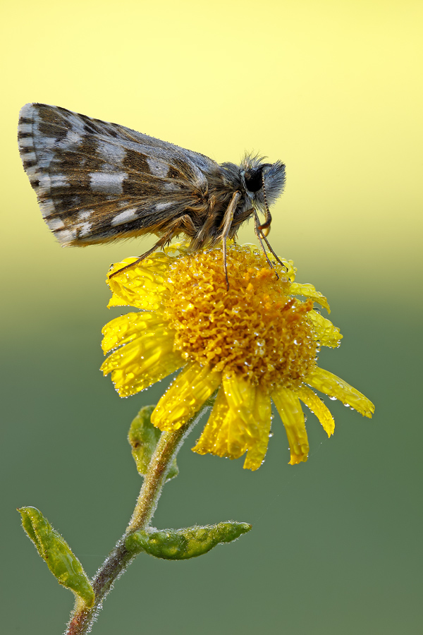 dolce risveglio.........