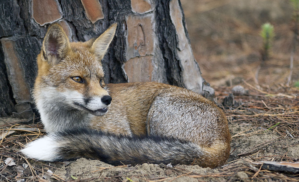 Volpe #5 - La poverona