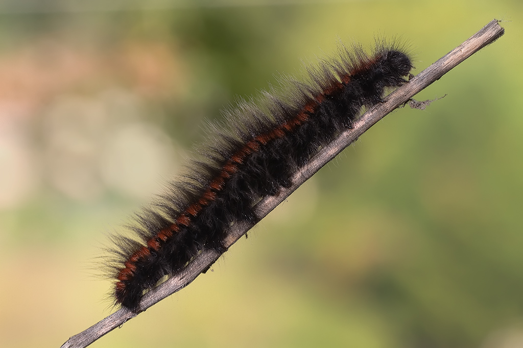 bruco cm10 (Macrothylacia rubi)