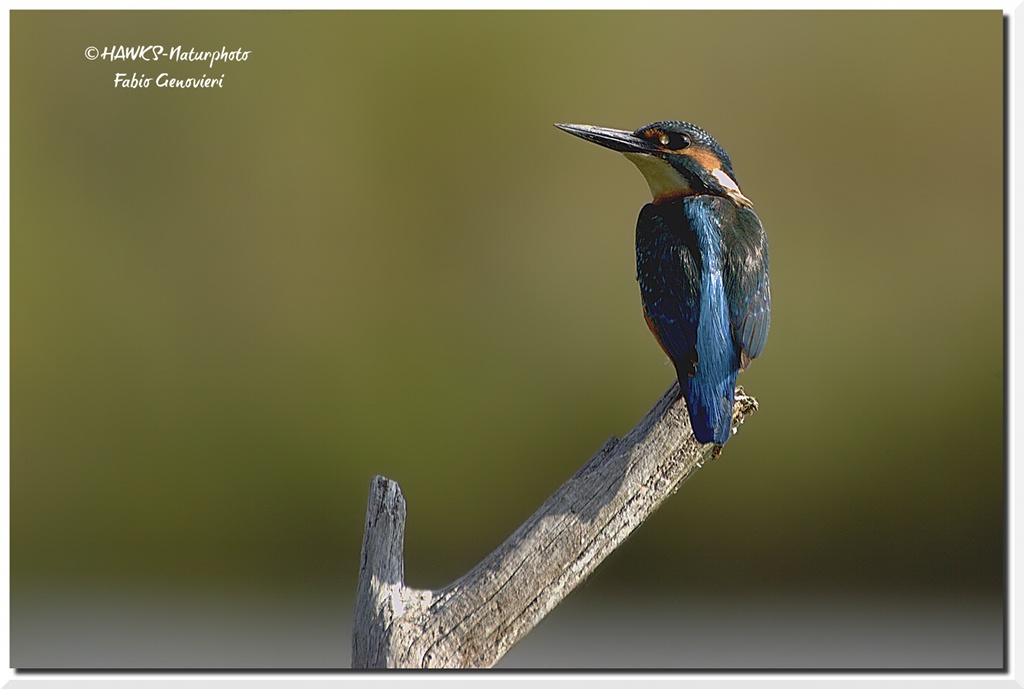 Martin pescatore (Alcedo atthis)-09/2010