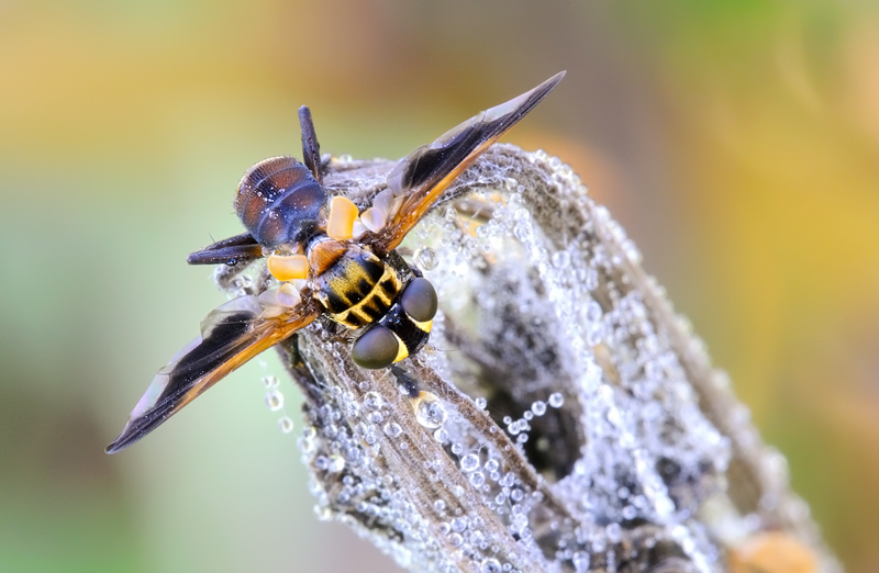 pronta per il volo...
