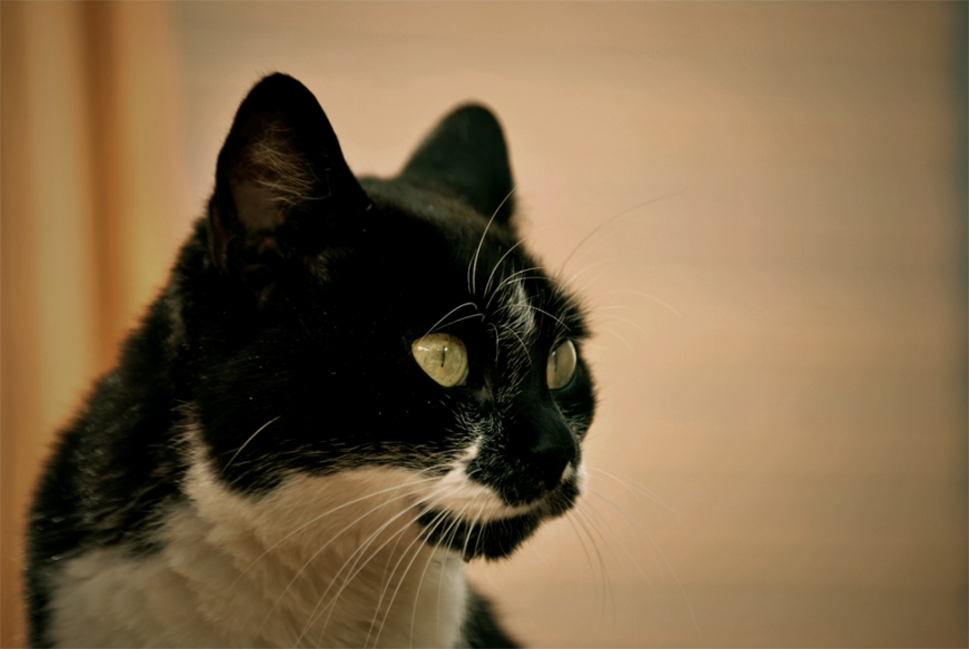 fierissima e sospettosa