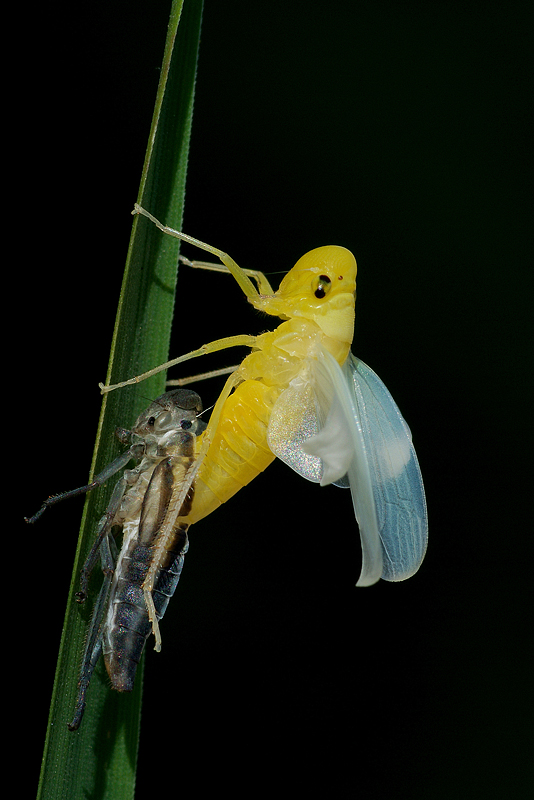 Cicadella viridis