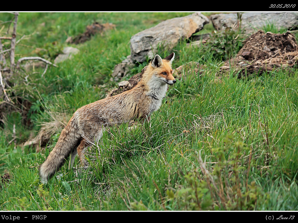 Volpe PNGP # 24