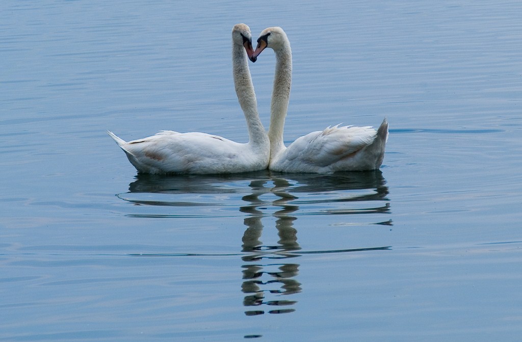 Coppia di Cigni
