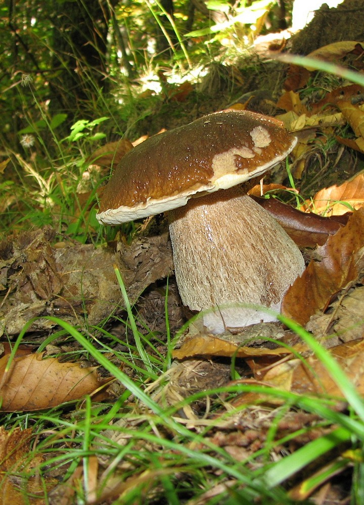Boletus pinophilus