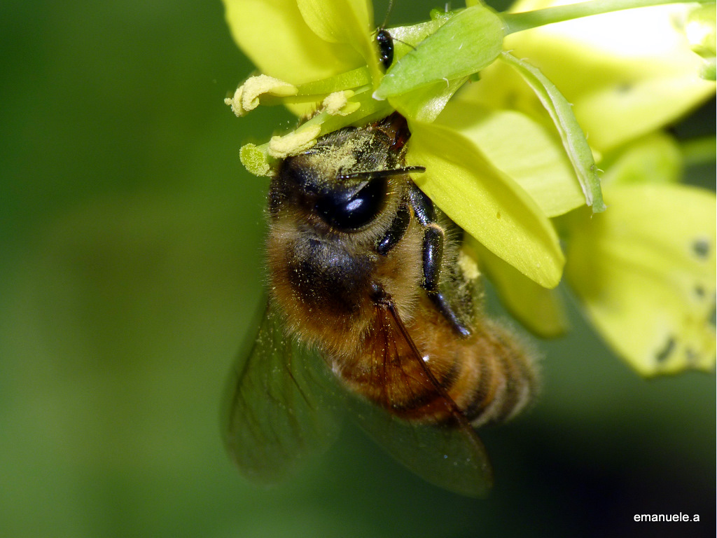 Ape su fiore rucola