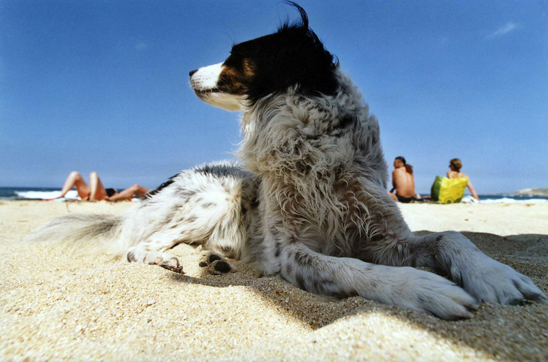 (1)Dingo sulla spiaggia di Algajola (Corsica)