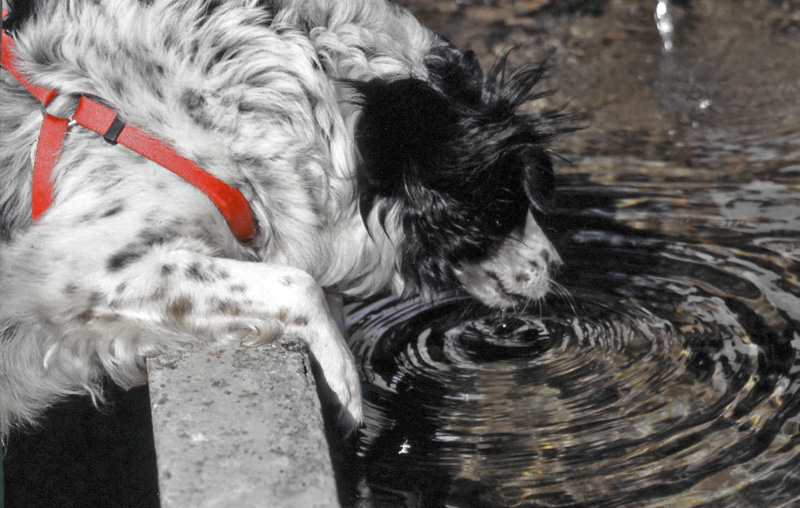 Dingo...lo spettinato si disseta a Champoluc (valle d'Aosta) 2010