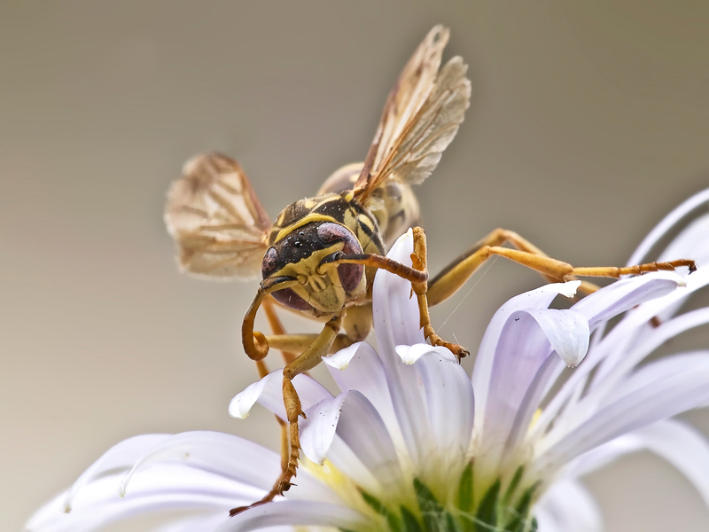 vespa..primo piano..