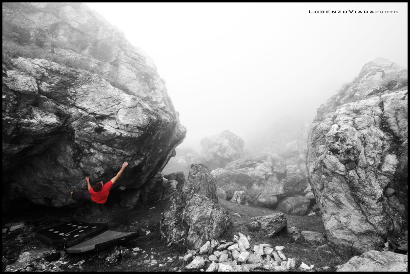 BLDR|frog in the fog