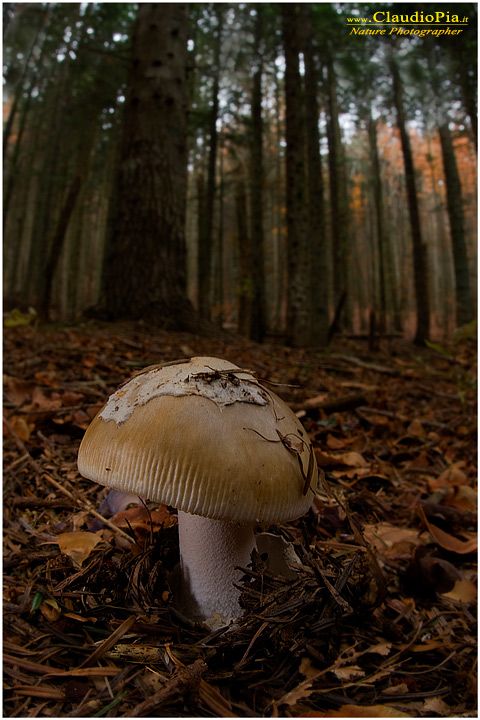 Amanita............