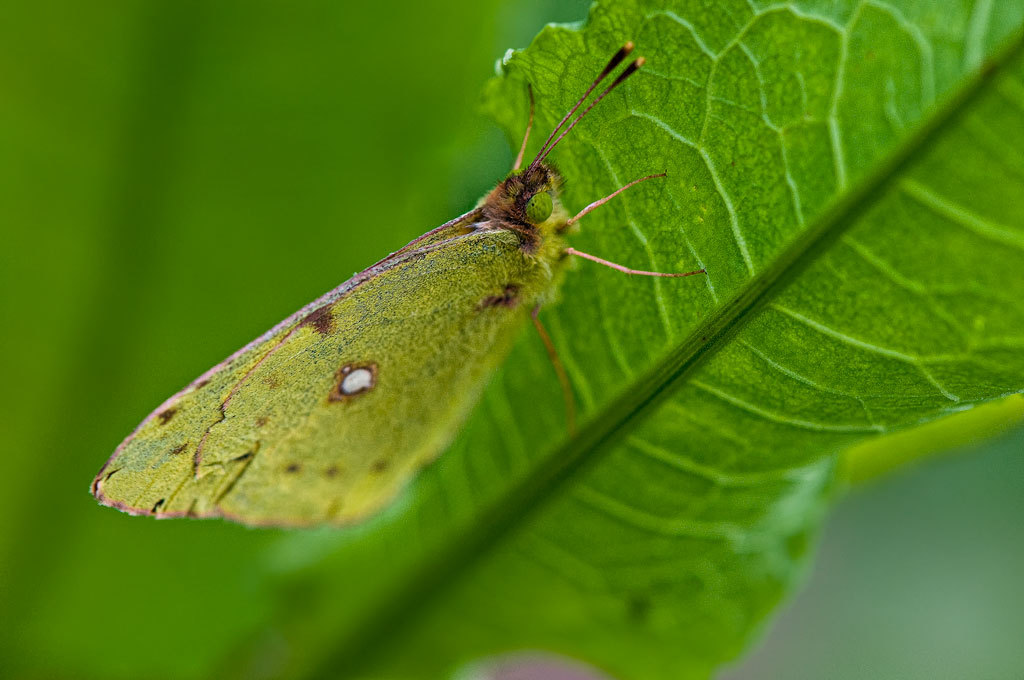 una farfalla autunnale.