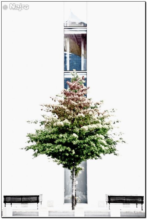 Benchs with tree and flag