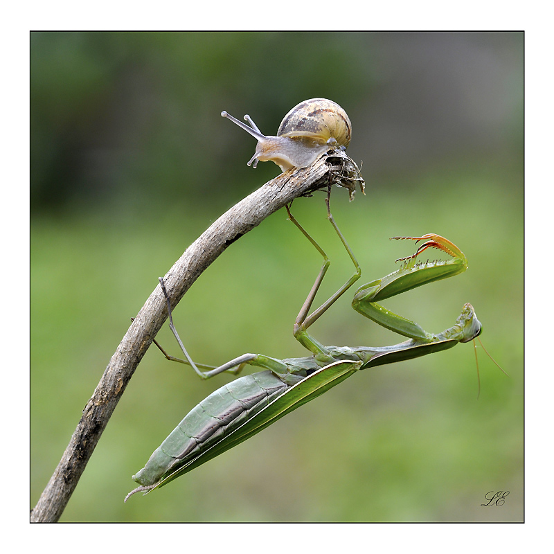 Scappa che ti prendo..