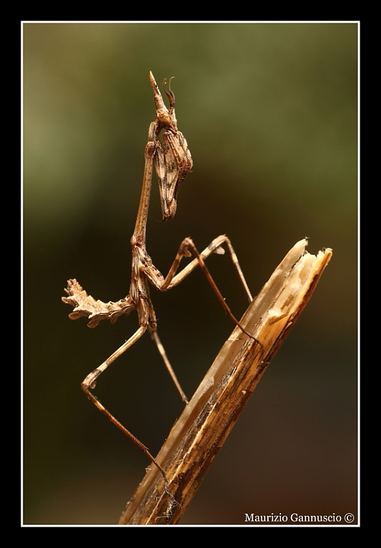 empusa pennata