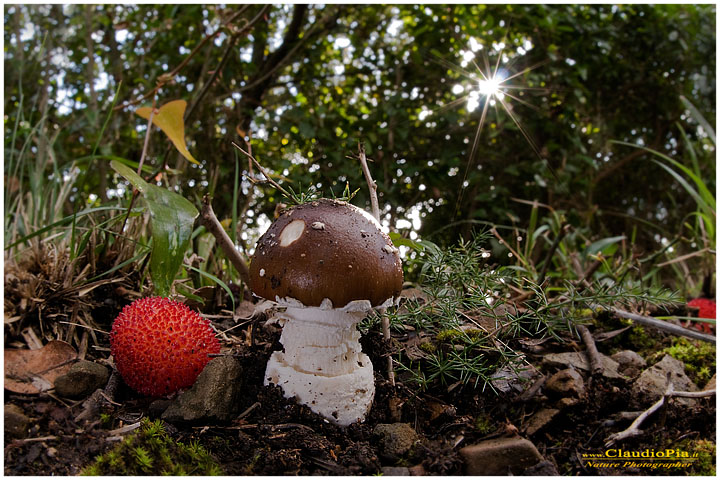 Amanita pantherina