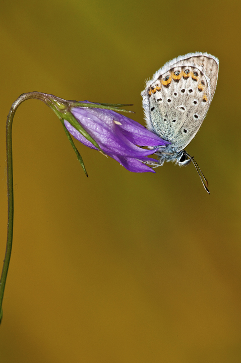 Licedine ad ampio respiro