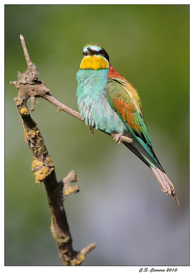 Gruccione primaverile