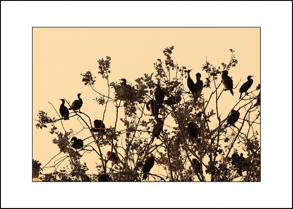 Quasi una stampa giapponese