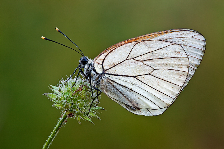 Pieride del biancospino