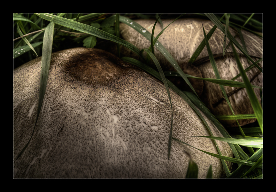 Close up in giardino