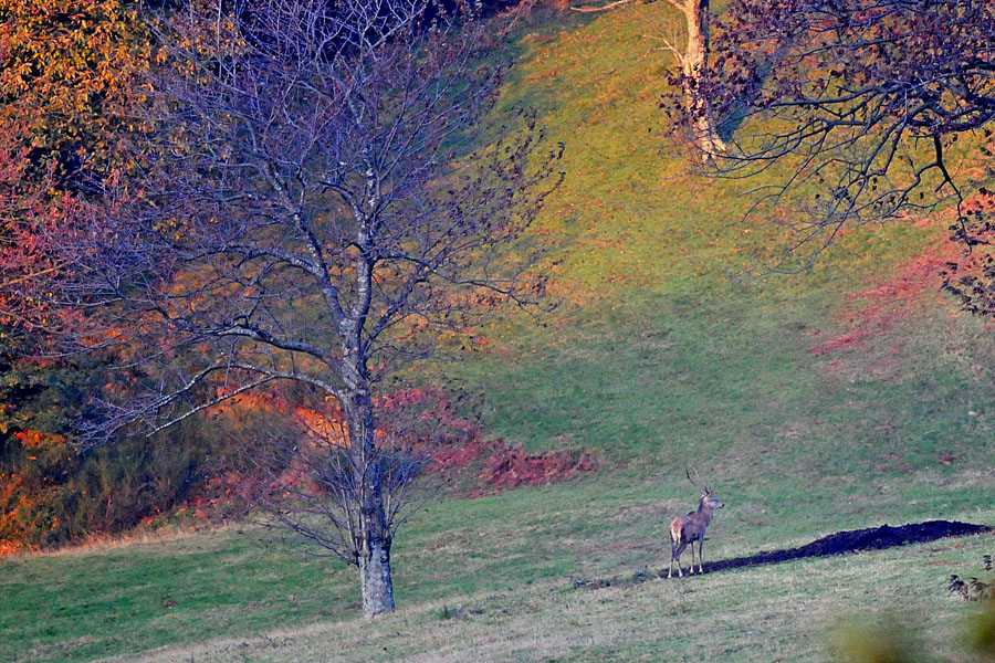 piano piano arriva il sole