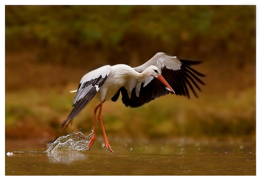 Due passi sull'acqua