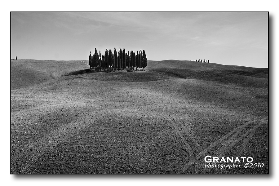 Boschetto dei cipressi 2