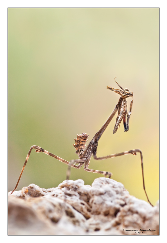 Empusa pennata, un alieno tra noi!
