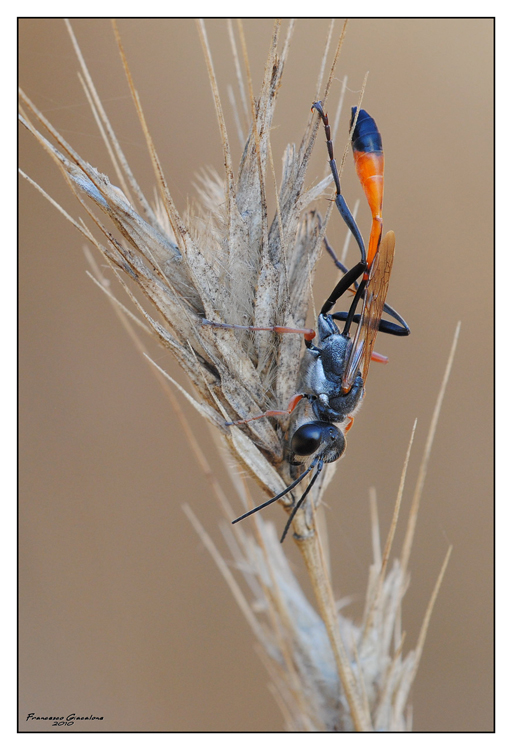Ammophila procera