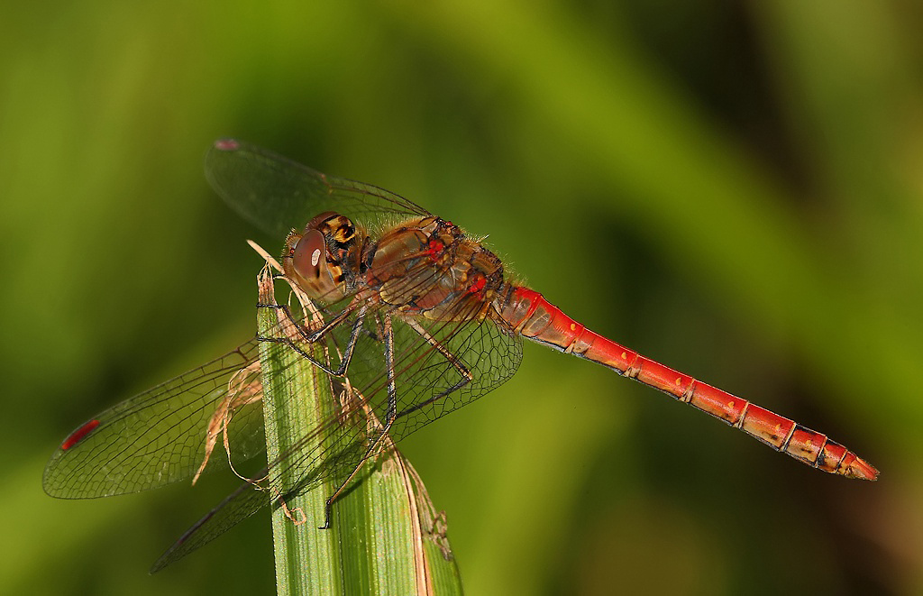 ...Questa E' Di Stamane...!!!