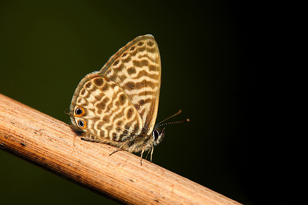 ...Semplicemente Classica...!!!