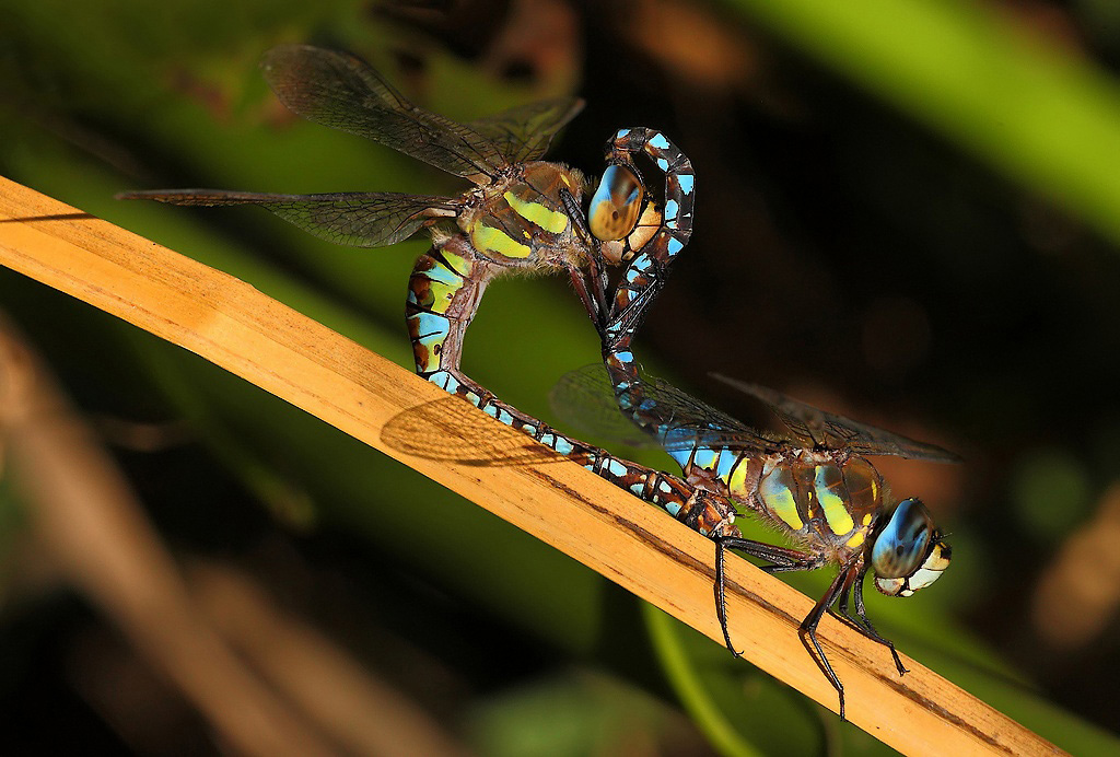 ...E' Iniziata La Stagione Degli Amori...!!!