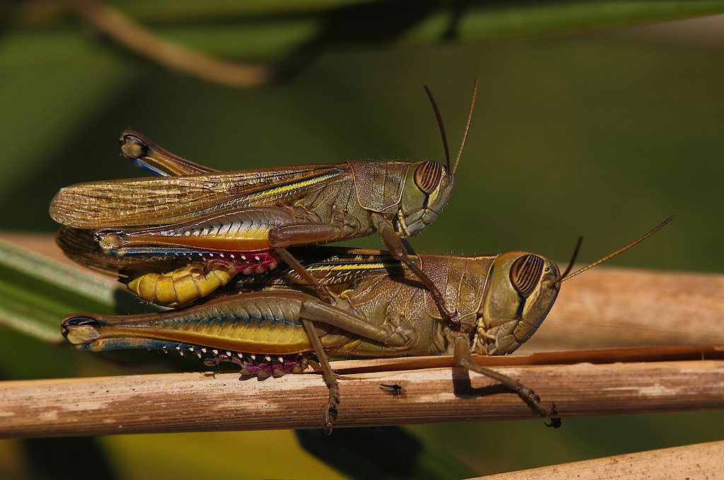 ...Infaticabili...!!!