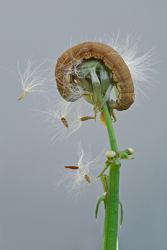 Faccio un p� di pulizia