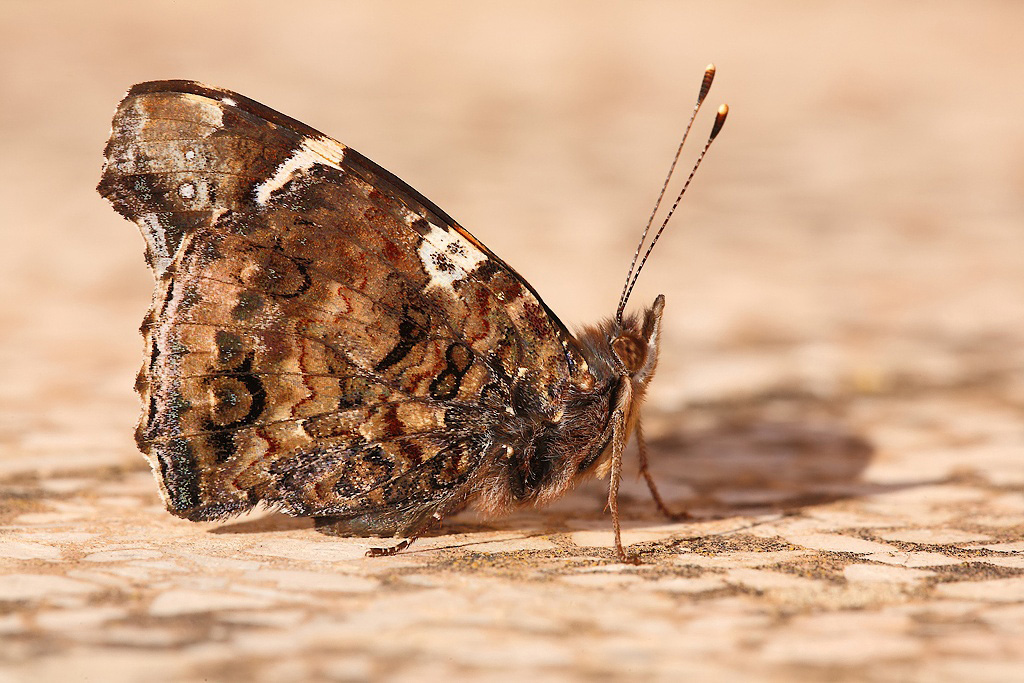 ...Posatoio Infelice...!!!