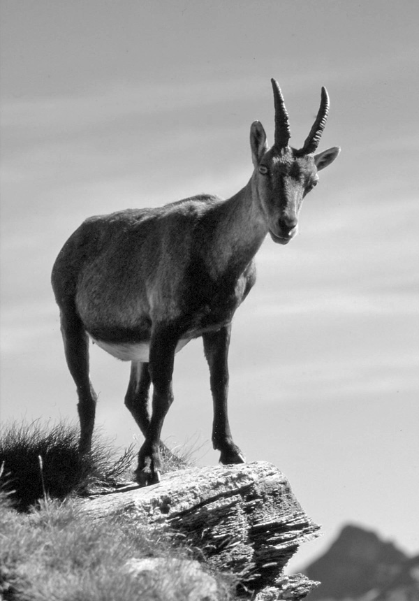 stambecco in val d'Ayas 2010