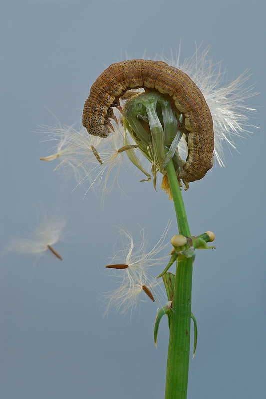 Faccio un p� di pulizia 2