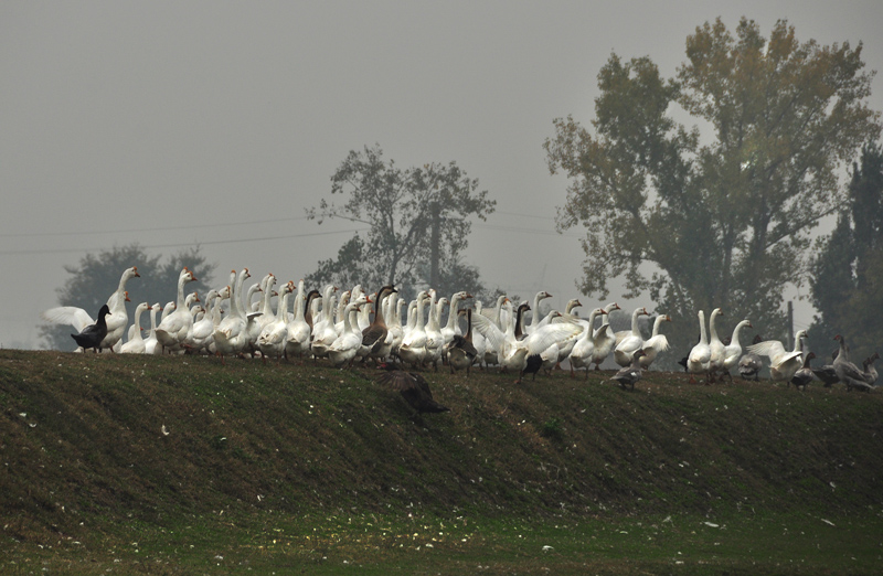 Le allegri comari di Windsor