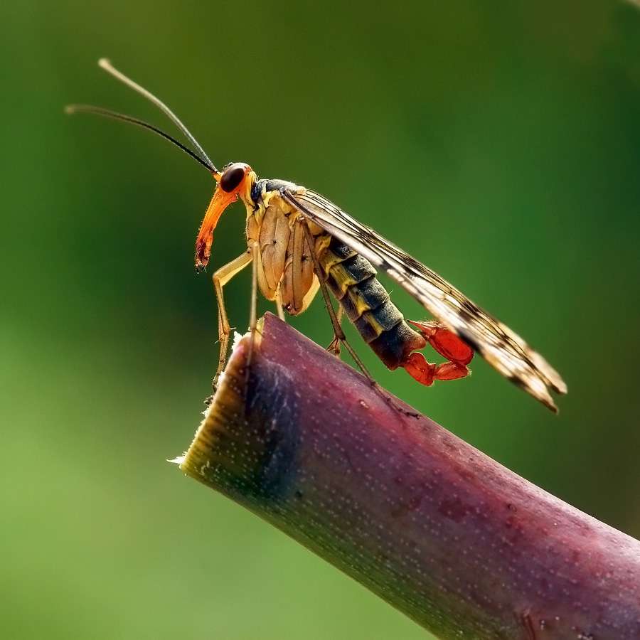 Mosca scorpione