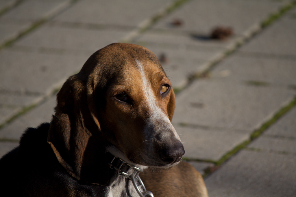 Test Canon EOS 60D (3)