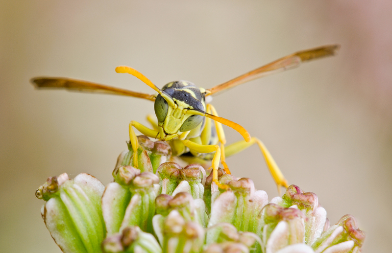 mi guarda di traverso....