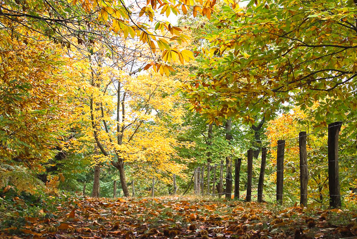 il bosco d'autunno