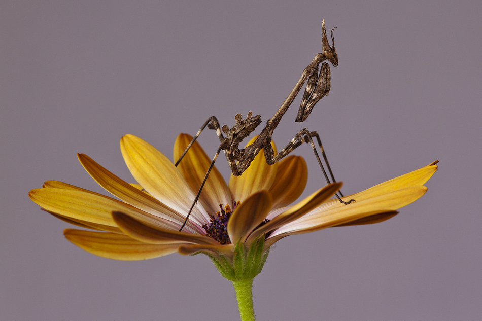 passeggiando tra i petali