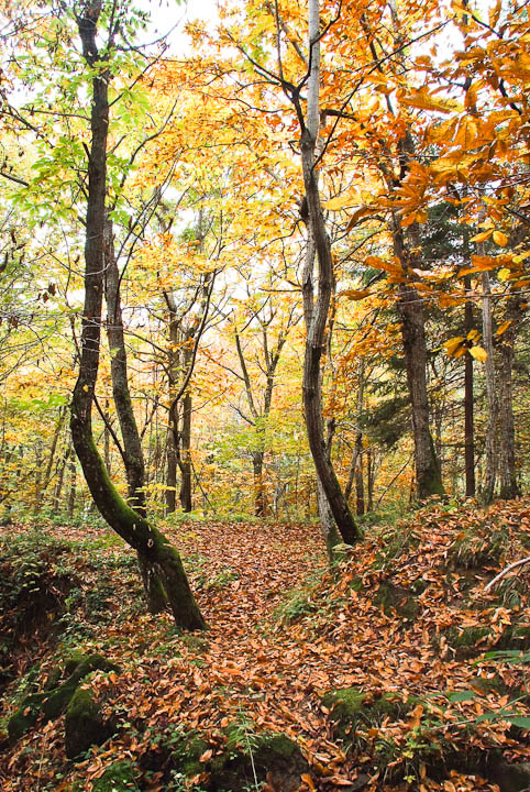 il bosco d'autunno-2