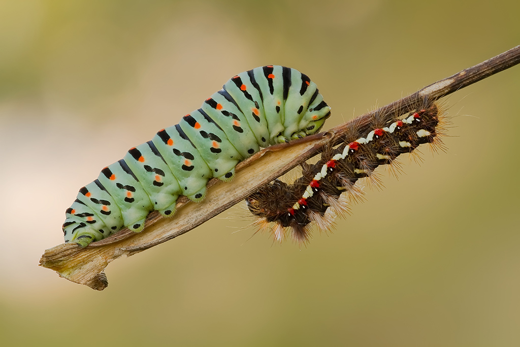 Incontro Ravvicinato