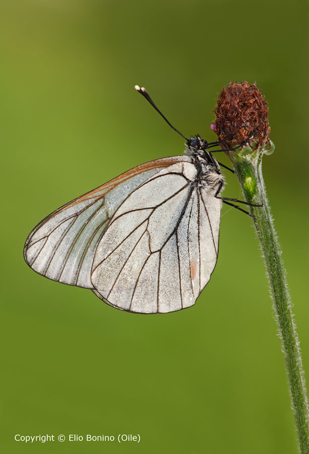 Pieride del biancospino (Aporia crataegi)